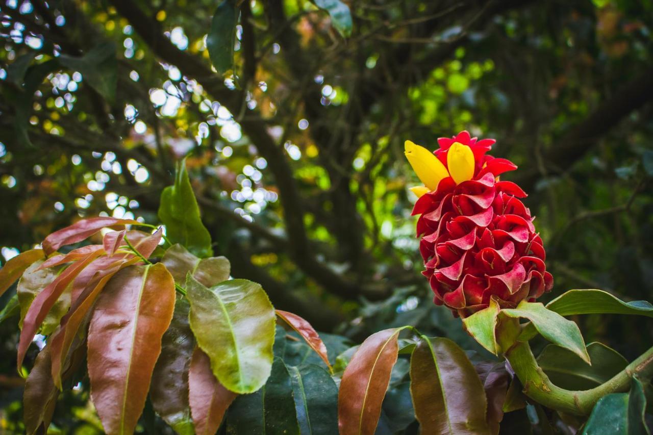 Pousada Alem Do Jardim Praia do Rosa Bagian luar foto
